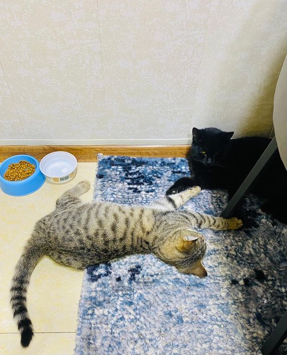 Отдам в добрые ответственные  руки.