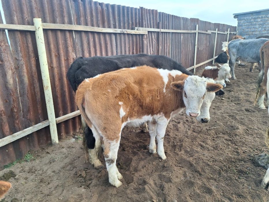 Телята подсосные