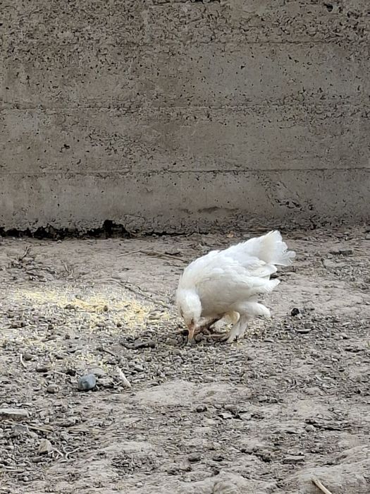 Икки ойлик асл зотли Японка жўжаларини