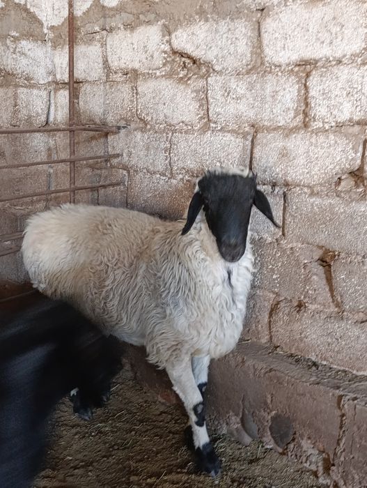 Qoylar xizmati 90 000 mingda jivoy vesiga