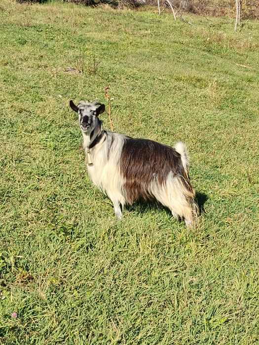 Vând capre  bune de lapte