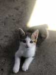 Pui de pisica pentru adoptie