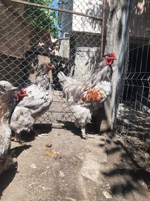 Vind brahma  diferite culori.