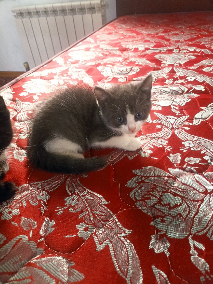 Котята Дарью карошы рук