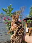 Pui bengal - Felisa Internationala Lady Daiana
