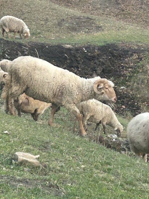 Vand doi berbeci tineri grasi