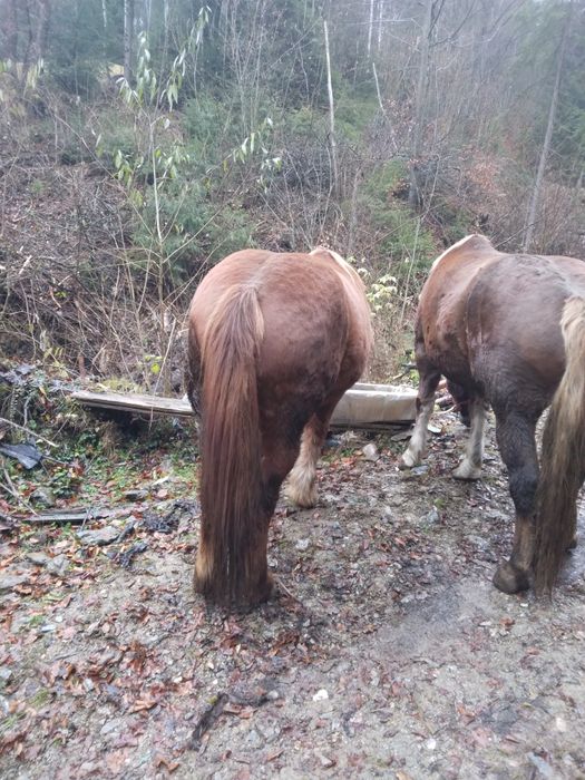 De vânzare două mînze