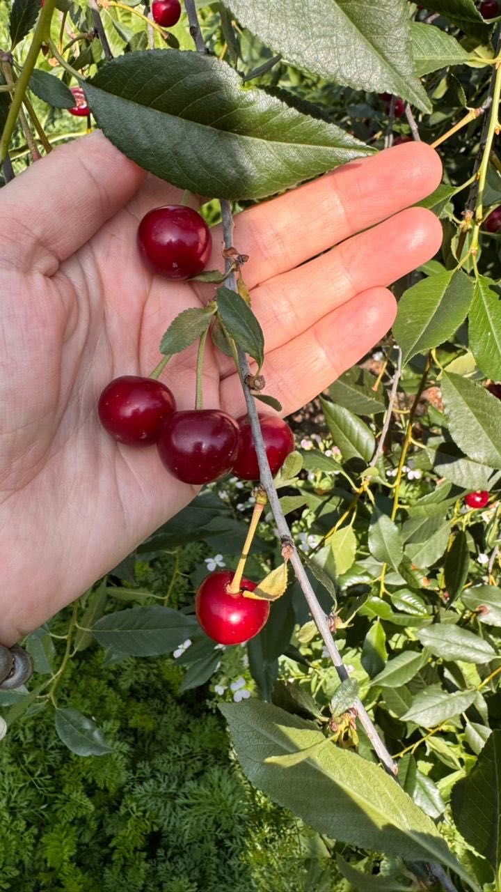 Продам вишню крупную