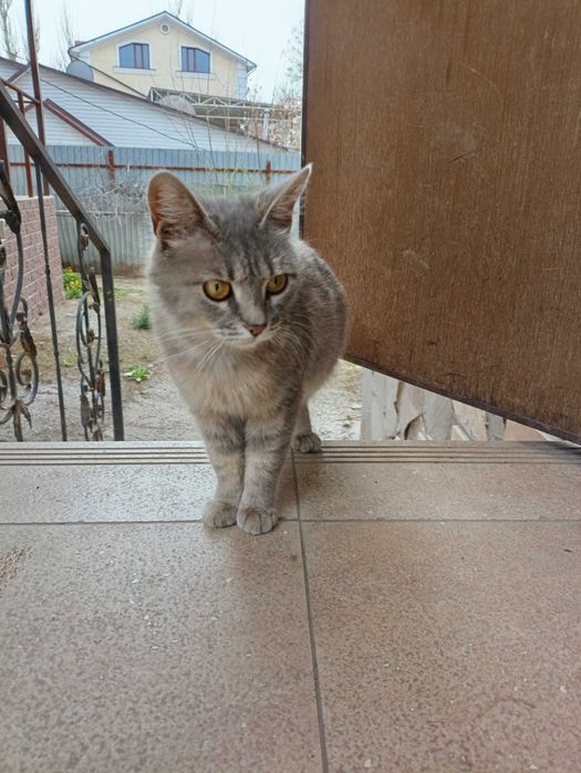 В ответственные руки кошечка