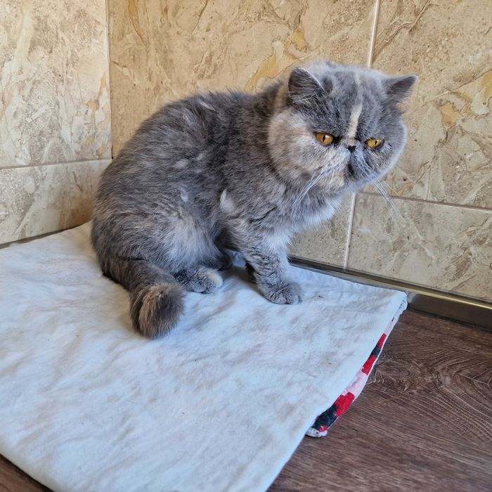 Женски екзотични котки на 4,5 години 2,5 години и на 4 месеца.