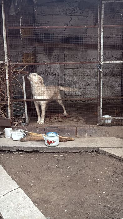 БЕСПЛАТНО Собака примерно 9 МЕСЯЦЕВ в хорошие руки