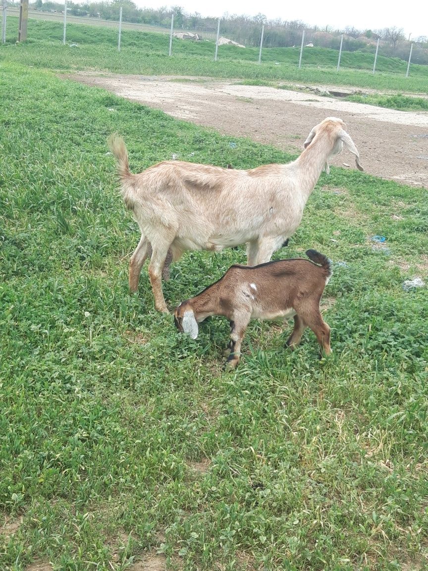 Vand capre ,iezi,tapi