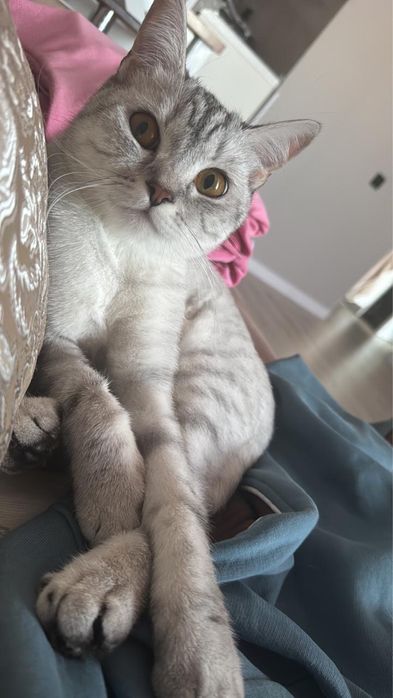 Отдам кошку бесплатно