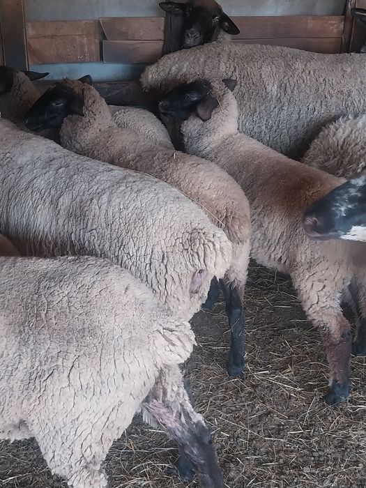 Vând mielute si oi  suffolk