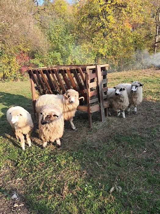 Mioare de vânzare