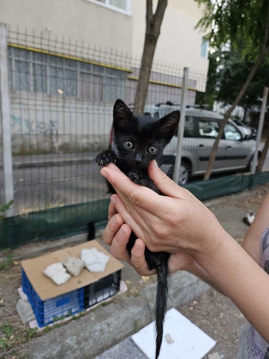 Pentru adoptie 2 pisoi -un motanel si o pisicuta