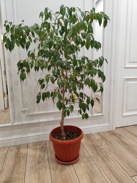 Дерево Фикус 130 см