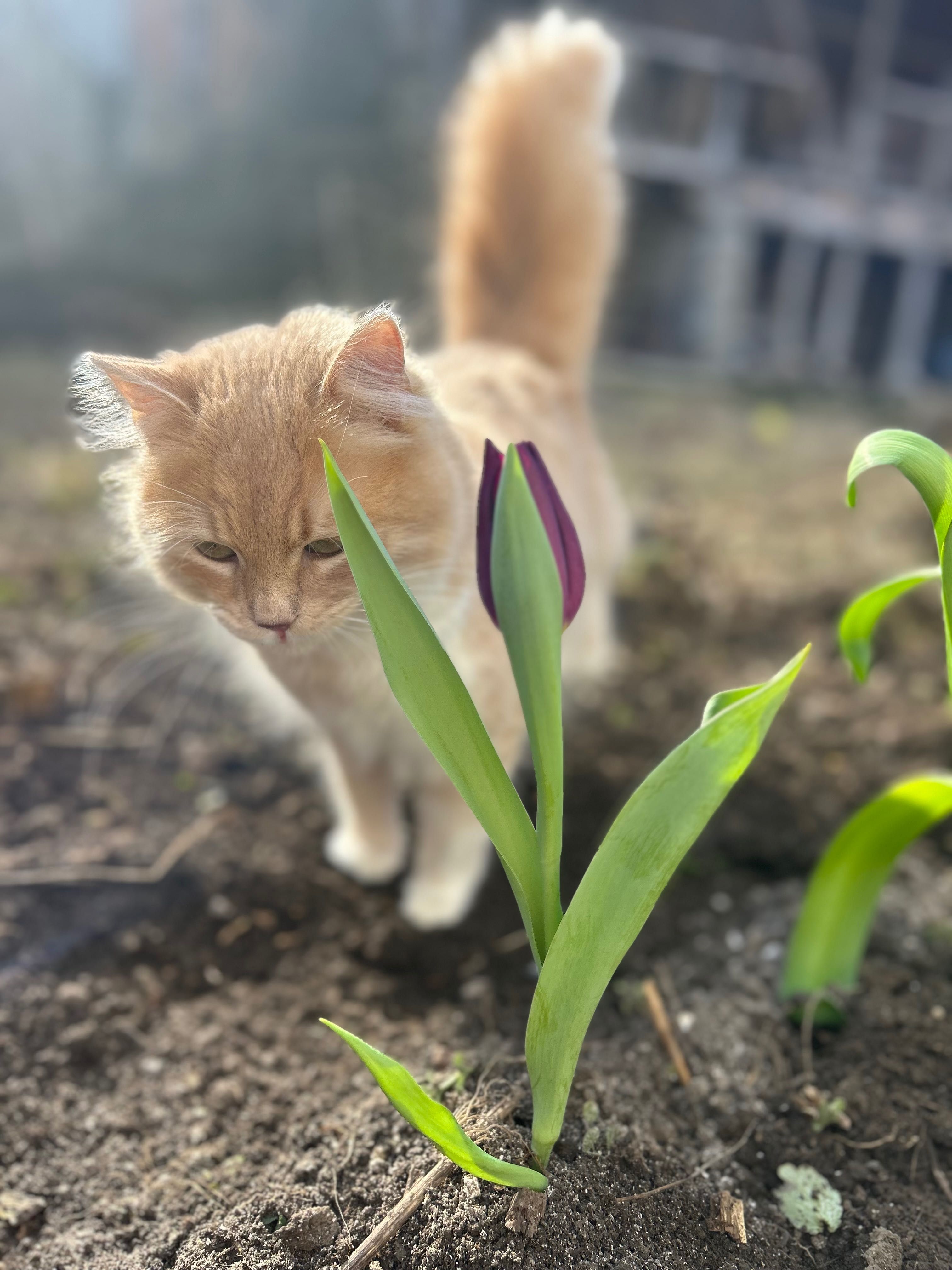 Подарява се пухкаво коте