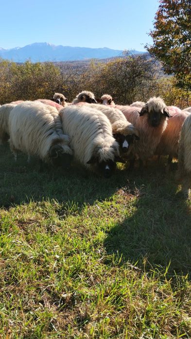 Vând 30 de oi urgent