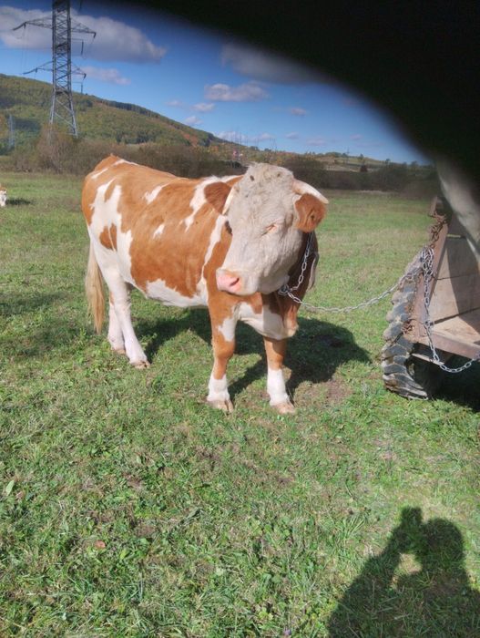 Vând vacă.         .