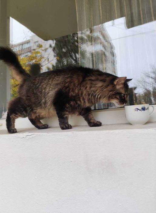 Motan iubitor caută om iubitor