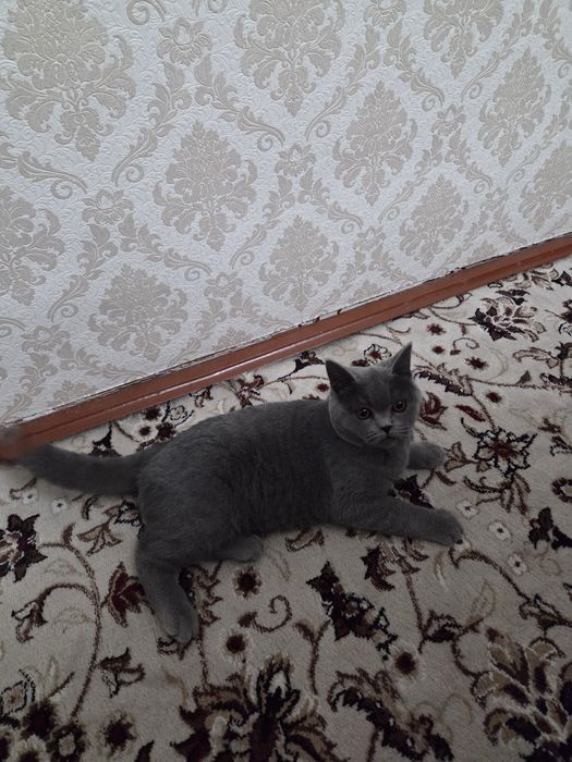 Скоттиш страйт сотилади