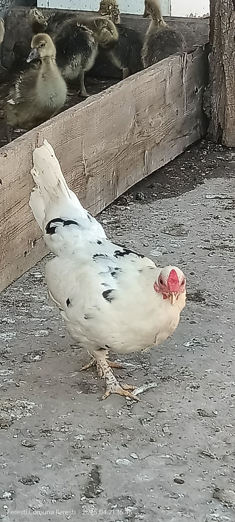 Cocoșei ,găinușe și pui americani