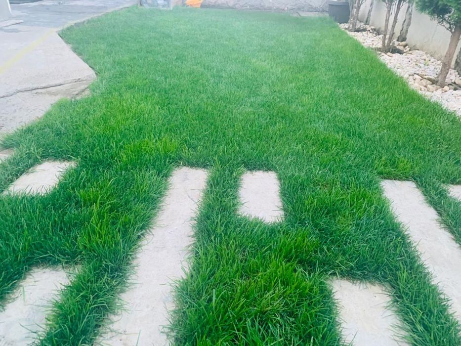 Gazon samanta rulou irigare lumini Amenajari peisagistica