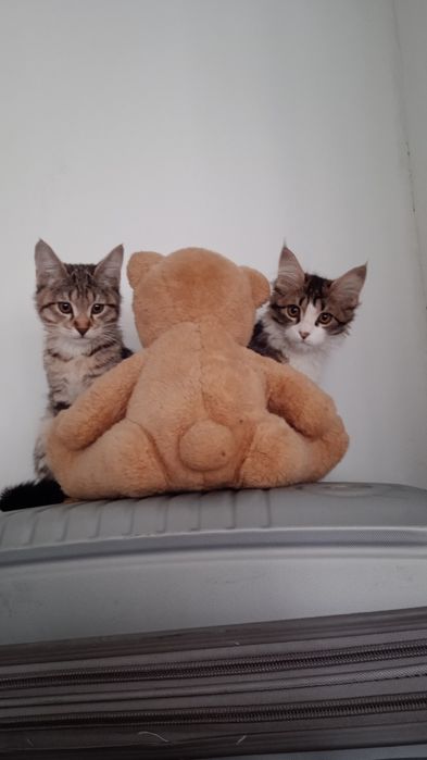 Мушуклар сотилади