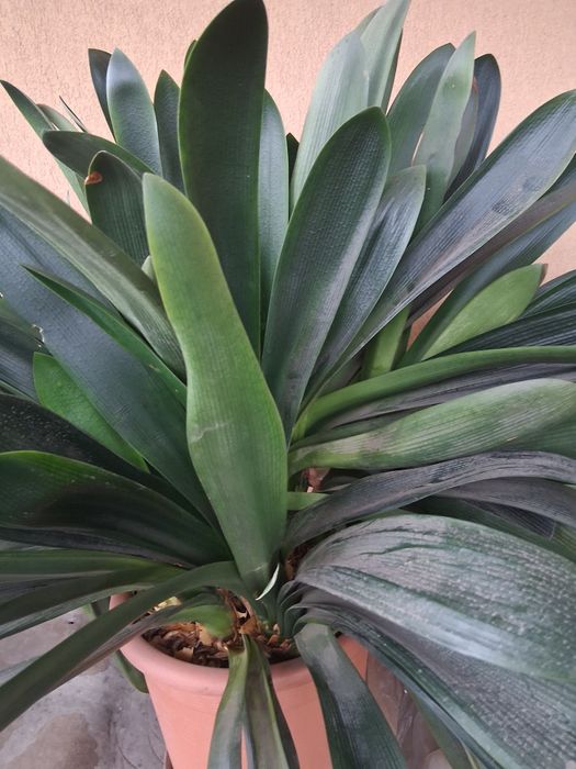 Vând plantă interior amaryllis