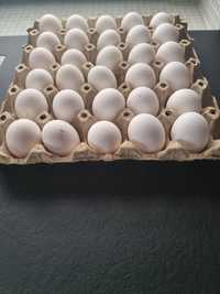 Ouă de curcă, gâscă, găini Paduane