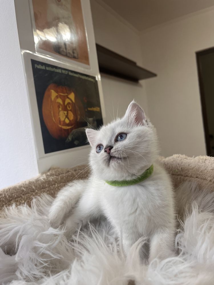 British shorthair chocolate shadedpoint