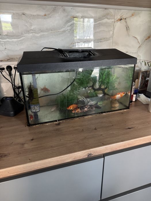 Acvariu 60 l echipat complet
