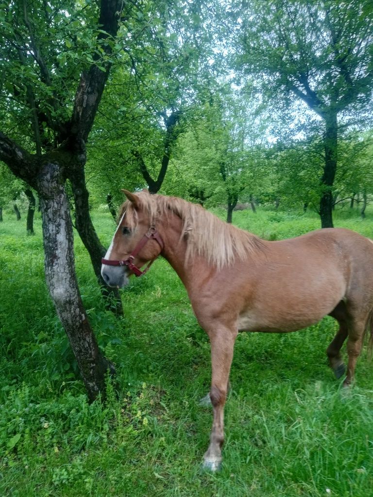 Vând iapa tanara