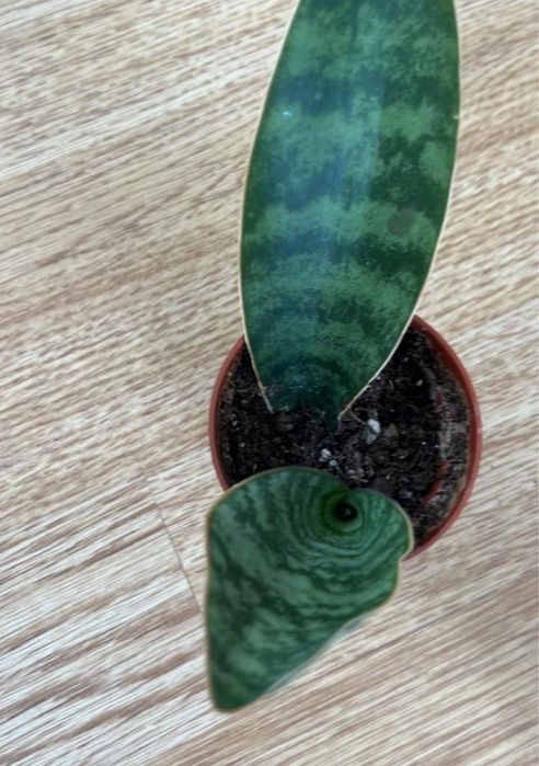 Отдам даром цветок.