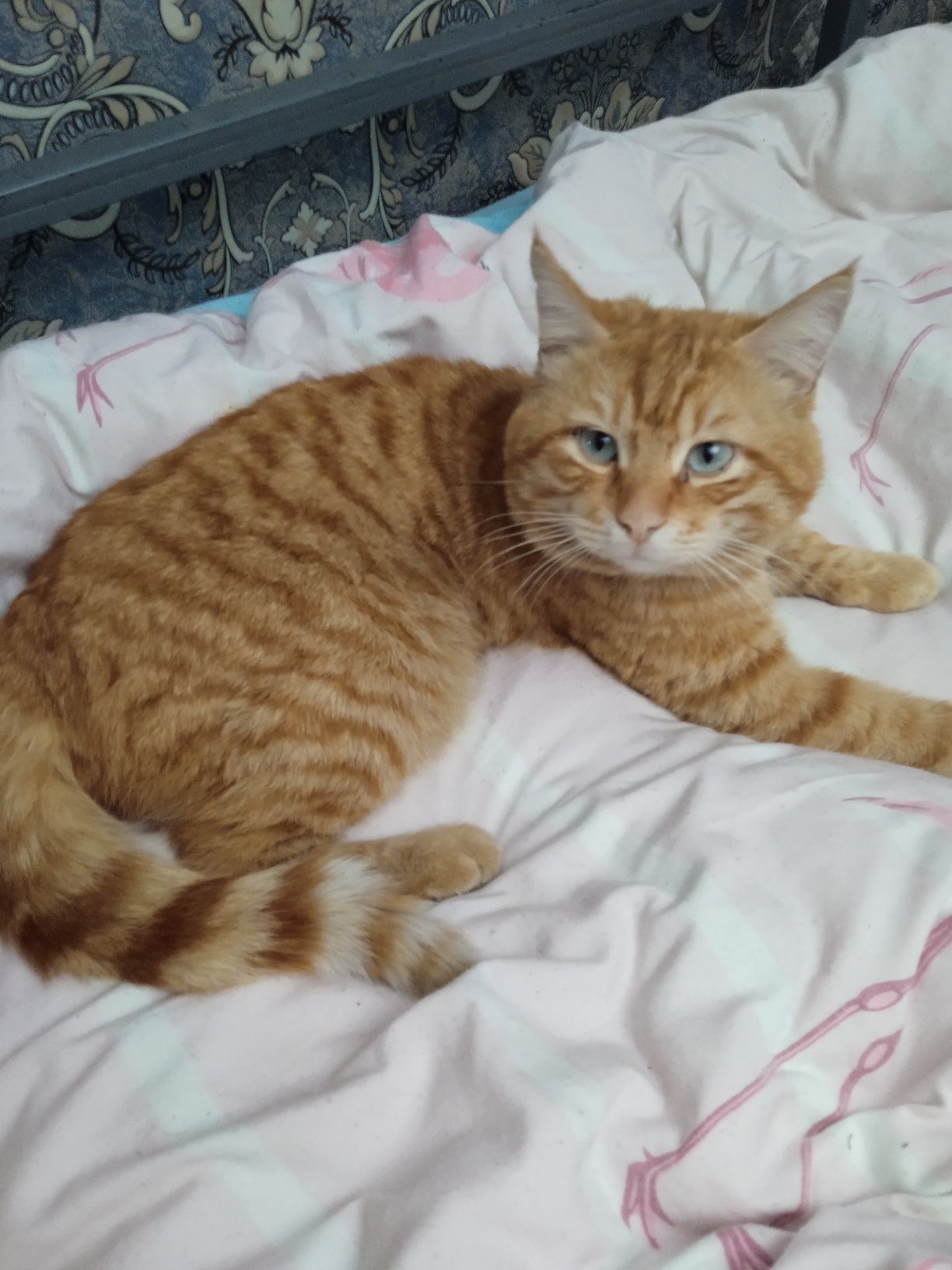 Котик, ласковый ищет домик