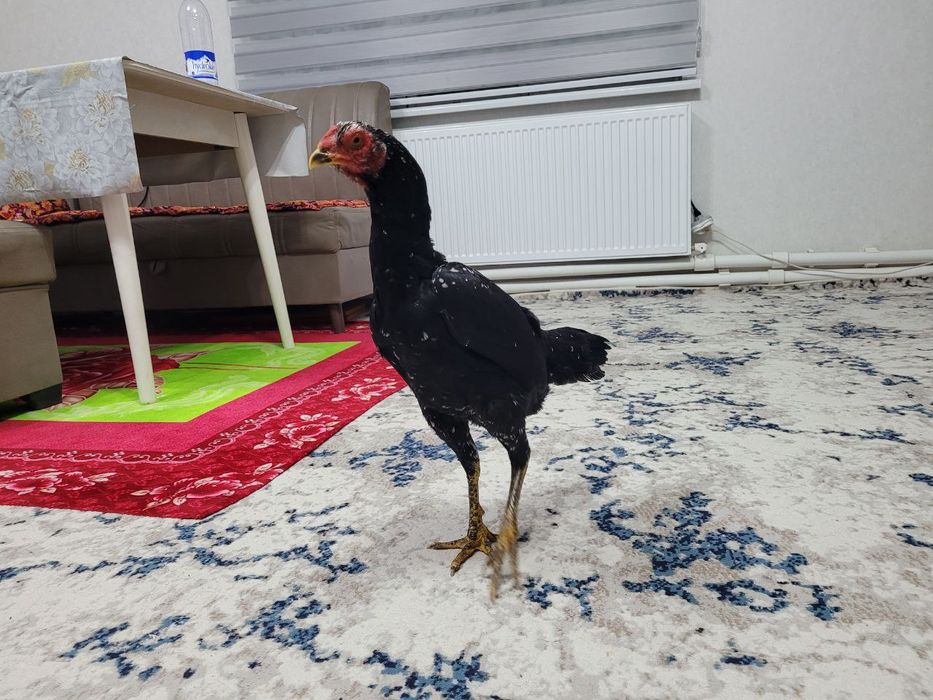 Корея + Шамо  тоза зод 1 тулак булди уршиши зур тика юради