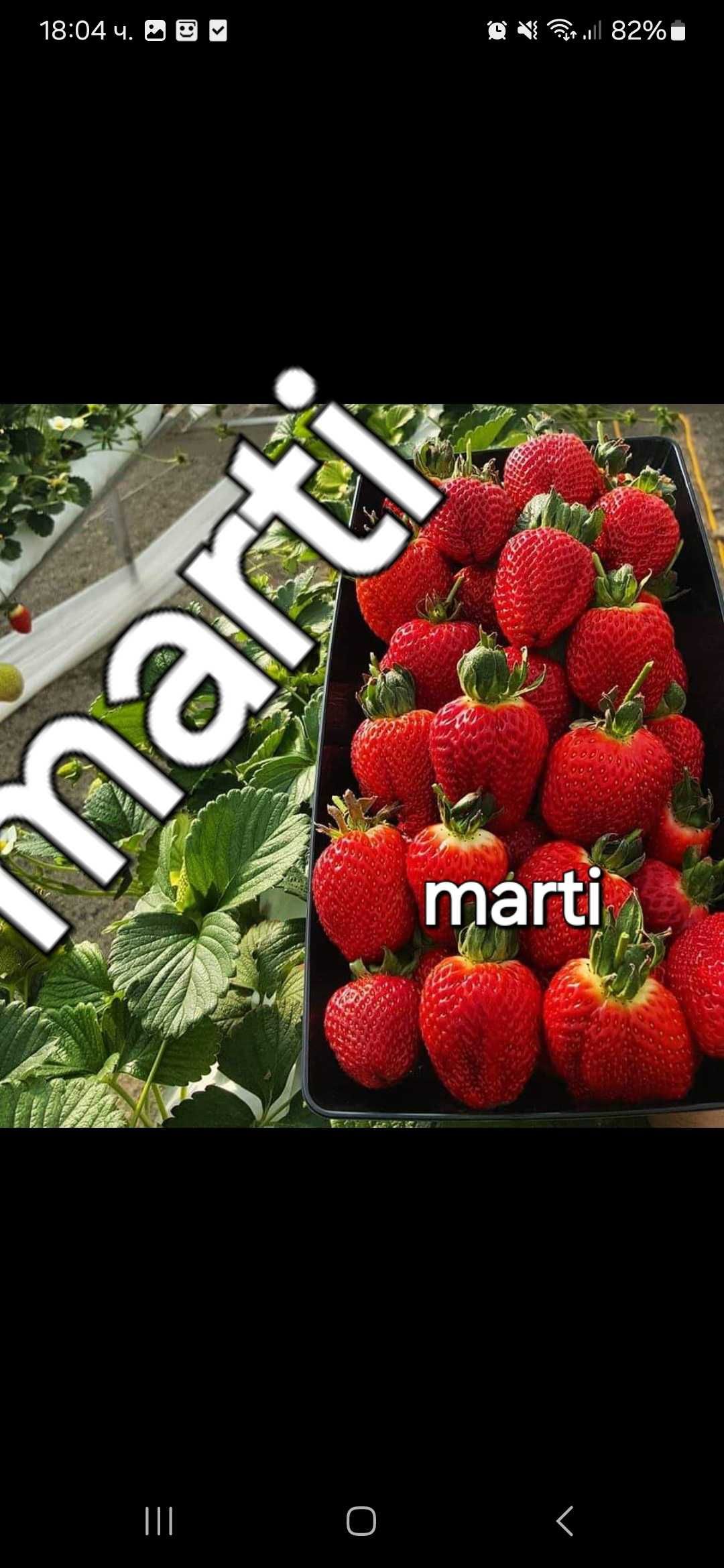 Разсад ягоди и малини
