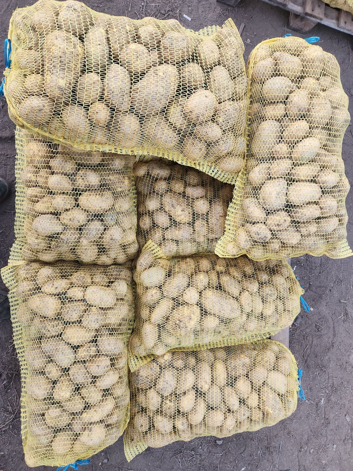 Самоковски картоф, СОРАЯ