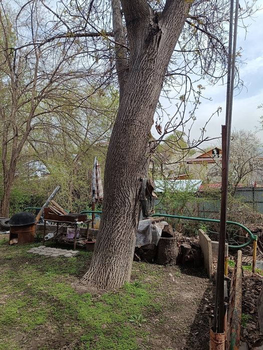 Отдам дерево орех на спил