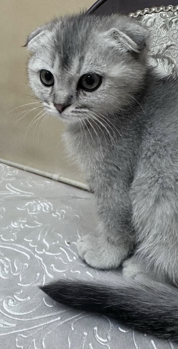 Продаётся пародистый котенок серебристый шиншилла фолд