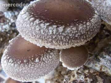 Extract din miceliul ciupercii medicinale Lentinus edodes