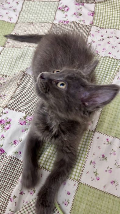 Котенок 2,5 месяца , Дымок