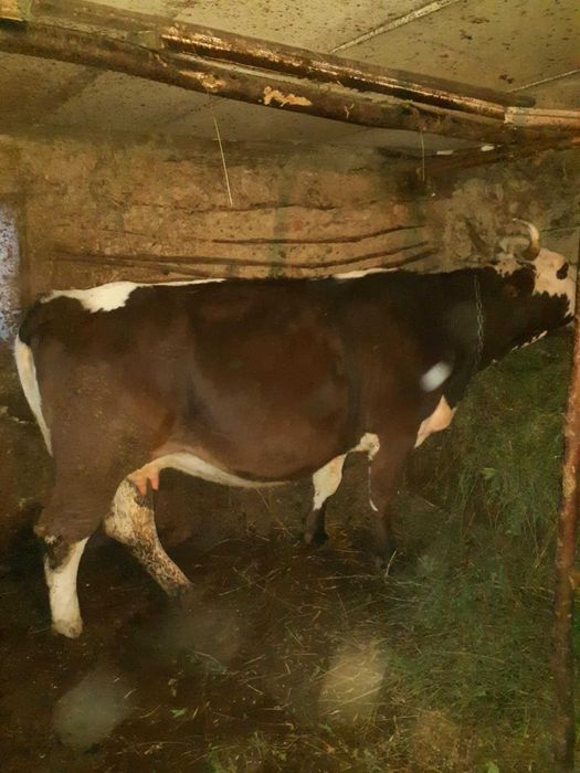 De vânzare o vaca gestanta in 4 luni o vițeaua și un taur