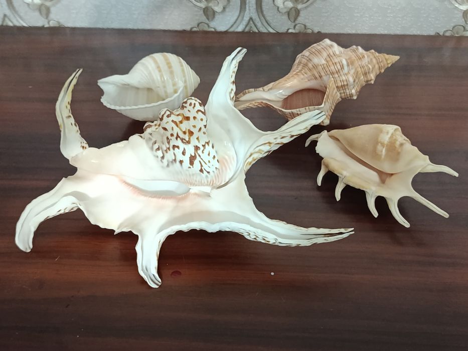 Морские ракушки.