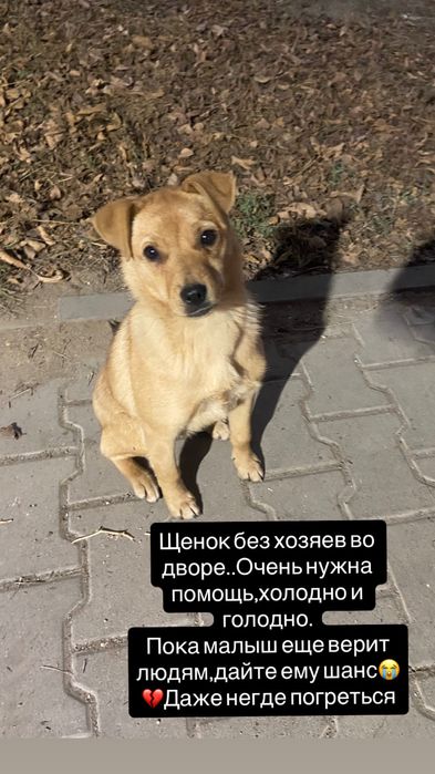 Отдам щенка в добрые руки