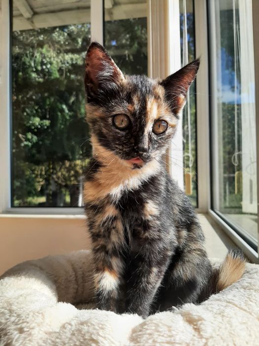 Женско коте на 4-5 месеца търси спешно дом!