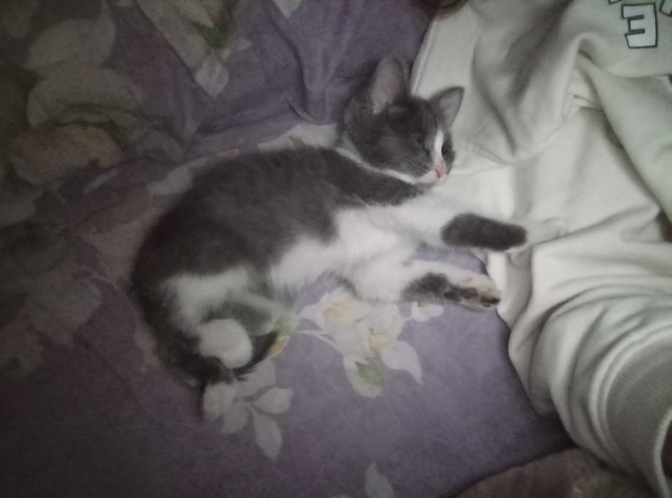 Котенок в добрые руки