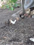 Vând un lot  de 23 de iopani tineret