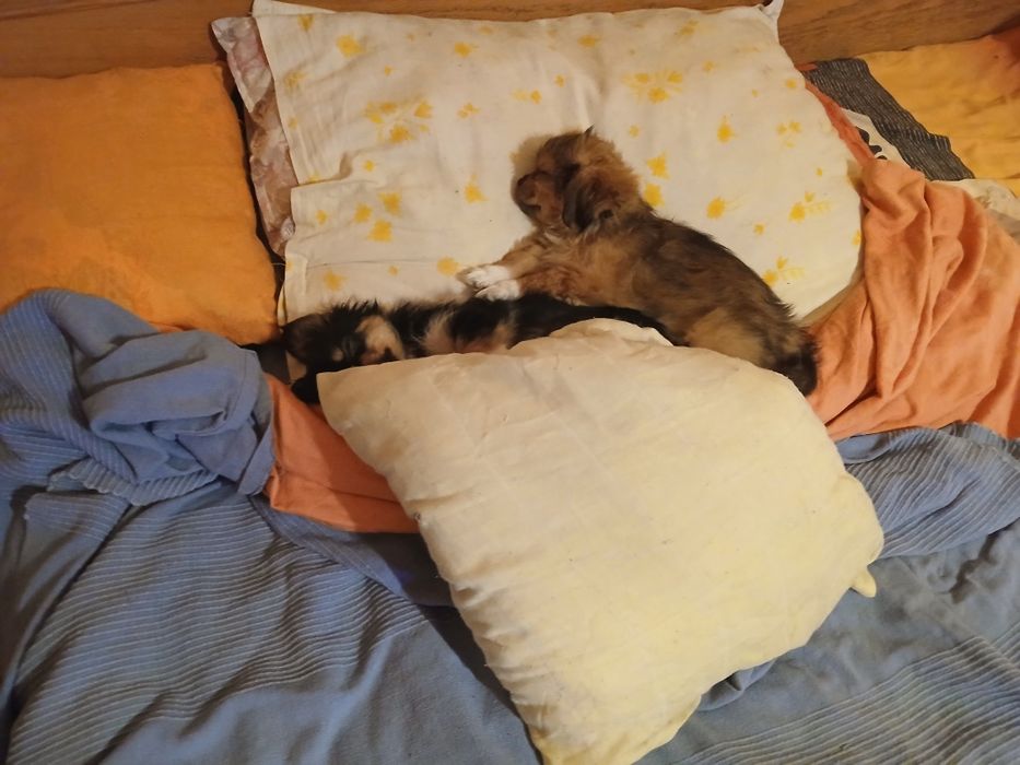 Donez căței pechinez,deparazitați,de 2 luni,doi băieți,și o fetiță.